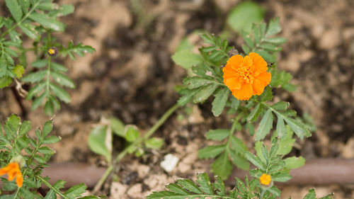 Close-up of marigold flower