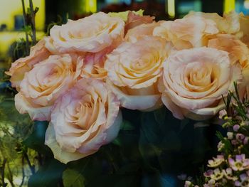 Close-up of flowers in water