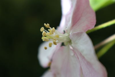 Close-up of flower blooming outdoors