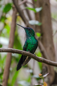 Close-up of bird perching on tree