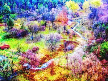 Trees by plants during autumn