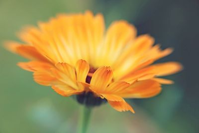 Close-up of yellow flower