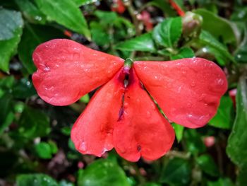 Close-up of wet red rose in rainy season