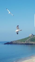 Birds flying over sea against clear sky