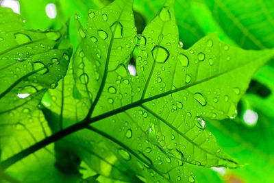 Close-up of wet leaves on rainy day