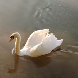 Swan floating in a lake