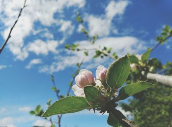 Low angle view of plant against clear sky