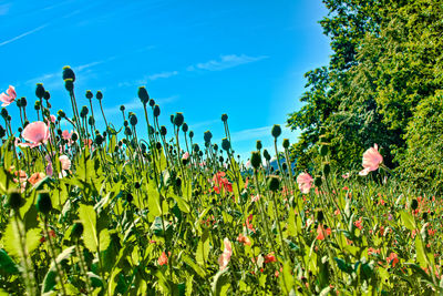 Close-up of flowering plants on field against blue sky