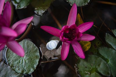 Close-up of pink water lily