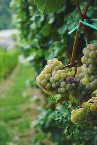 Grapes growing in vineyard