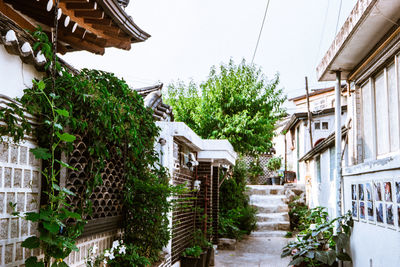 Plants growing in a house