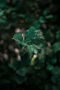 Close-up of fresh green leaves