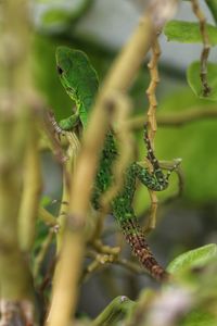 Close-up of a lizard on tree