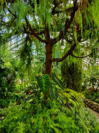 Trees growing in forest