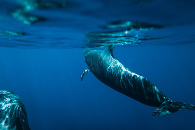 Fish swimming in sea