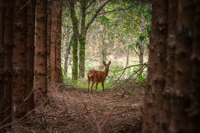 Horses in a forest