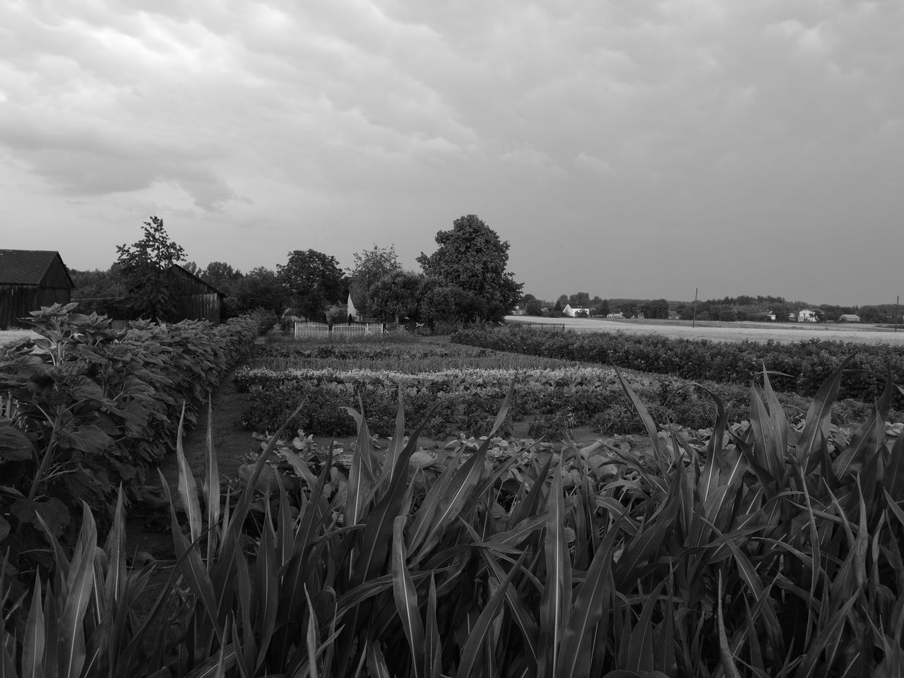 field, sky, rural scene, agriculture, growth, landscape, tranquility, tranquil scene, cloud - sky, crop, grass, nature, plant, beauty in nature, scenics, cloud, cloudy, cultivated land, outdoors, no people, day, growing, idyllic, non-urban scene, grassy, abundance, weather, remote, horizon over land