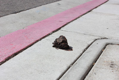 High angle view of coin on animal dung street