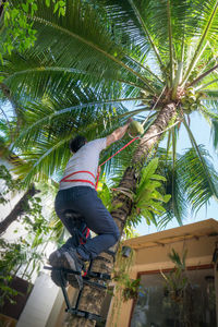 Low angle view of palm tree