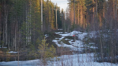 Trees in forest during winter