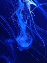 Close-up of jellyfish in water