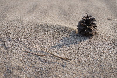 High angle view of shell on sand