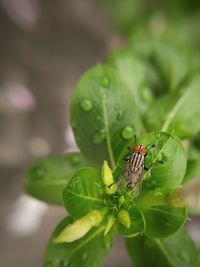 Close-up of insect on leaf