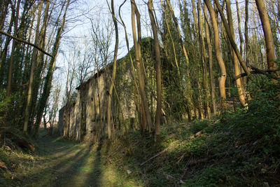 Trees in forest