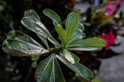 Close-up of green leaves