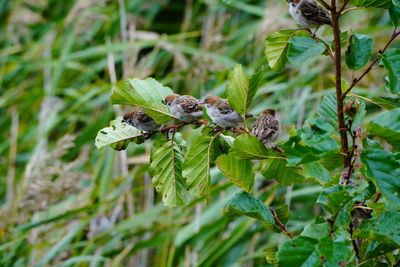 Close-up of insect on plant