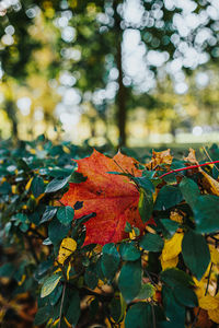 Close-up of dry maple leaves on tree