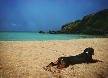 View of dog on beach
