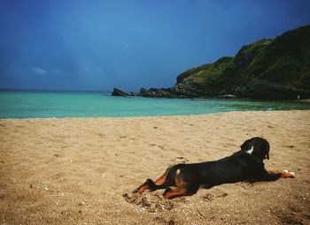 Art artphoto artphotography dog beach beauty naturelovers photography landscape capture the moment