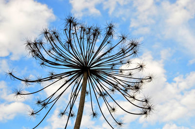 Low angle view of flowering plant against sky