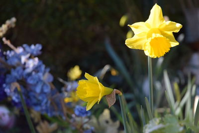 Close-up of yellow flowers blooming outdoors