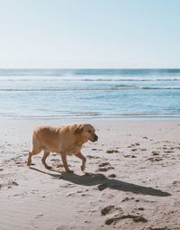 Dog on beach by sea against sky