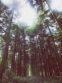 Low angle view of trees