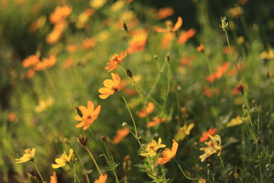 Close-up of yellow flowers blooming on field