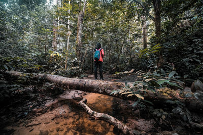 Person standing by stream in forest