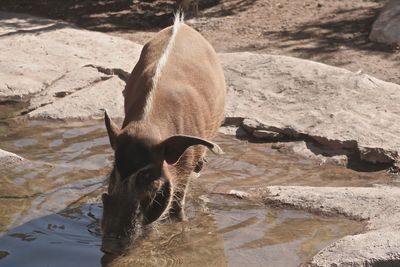 High angle view of red river hog at lakeshore