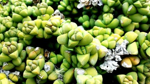 Full frame shot of green leaves