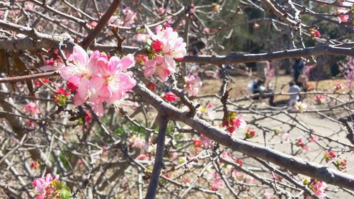 Close-up of pink flowers