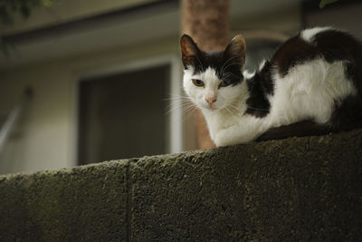 Portrait of cat