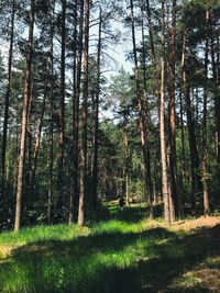 Trees in forest