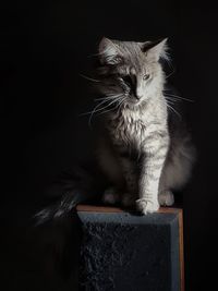 Cat looking away against black background