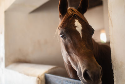 Portrait of brown arabian horse in stable looking at camera.