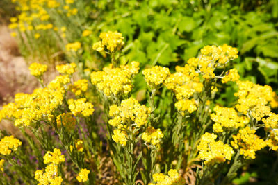 Close-up of yellow flowering plants on field