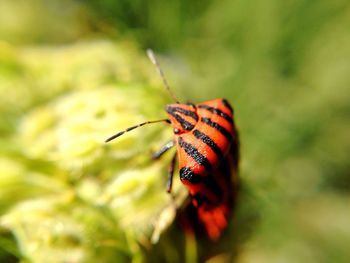 Close-up of red bug