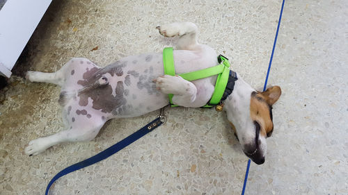 High angle view of dog lying down