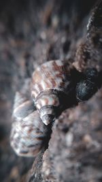 Close-up of shell on rock